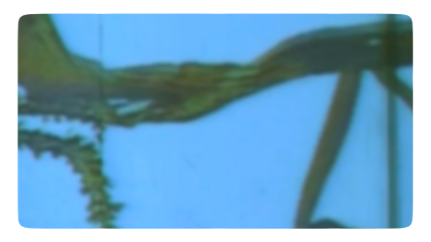 More corn